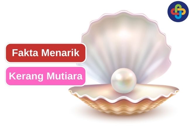 10 Fakta Menarik tentang Kerang Mutiara